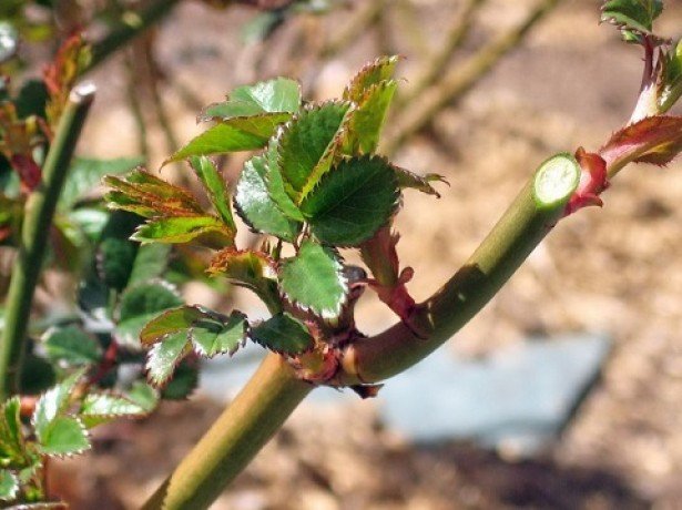 Черевишня, вишнеслива и церападус — удивительные гибриды вишни