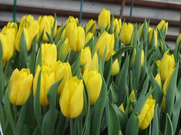 Як доглядати за тюльпанами від перших паростків до увядающих квіток