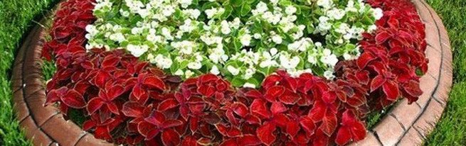 Як впорядкувати буйство квітів-грамотне планування клумби