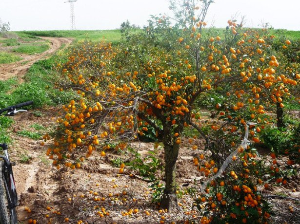 Як виростити мандарин на присадибній ділянці