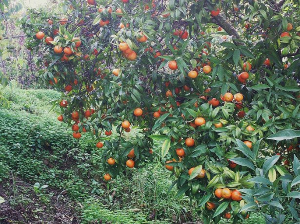 Як виростити мандарин на присадибній ділянці