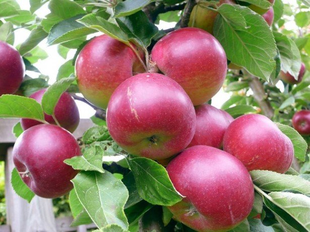 Як виростити яблуню і правильно доглядати за нею, щоб збирати хороший урожай