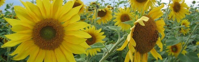 Які хвороби і шкідники загрожують соняшнику, і як захистити від них рослини?