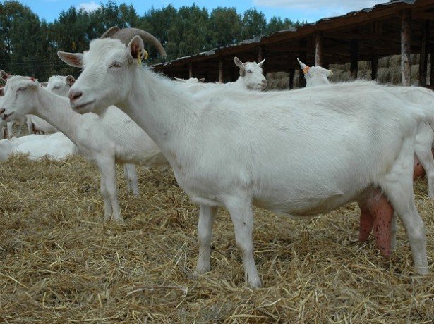 Зааненські, ангорські, бурські кози-яку породу кіз вибрати для розведення?