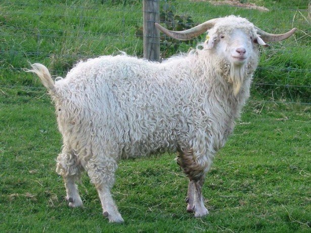 Зааненські, ангорські, бурські кози-яку породу кіз вибрати для розведення?