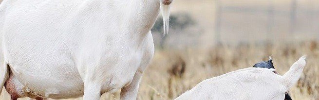 Зааненські, ангорські, бурські кози-яку породу кіз вибрати для розведення?