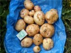 Збільшуємо врожайність картоплі за допомогою добрив