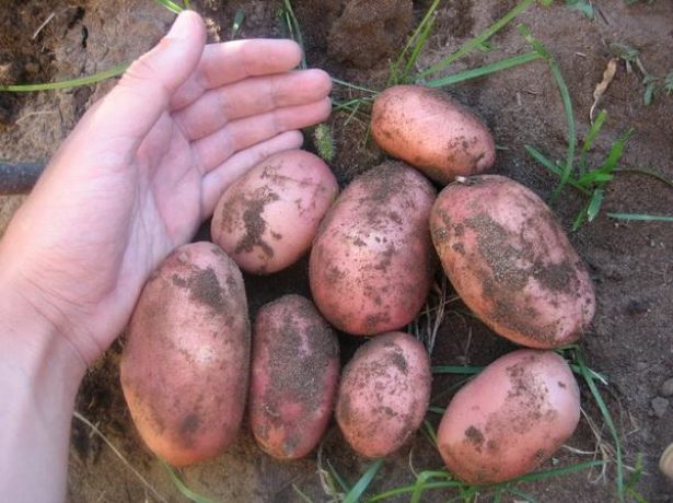 Картопля сорту жуковський: ранній урожай на вашій грядці