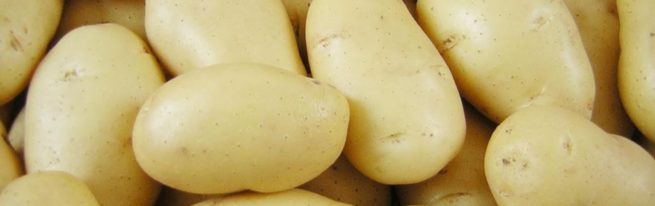 Картопля сорту розара: опис і нюанси вирощування