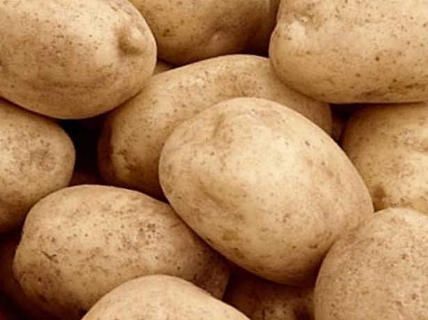 Картопля сорту розара: опис і нюанси вирощування