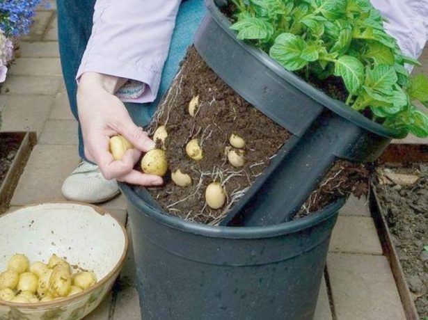 Всі хитрощі вирощування картоплі: традиційні та нові методи