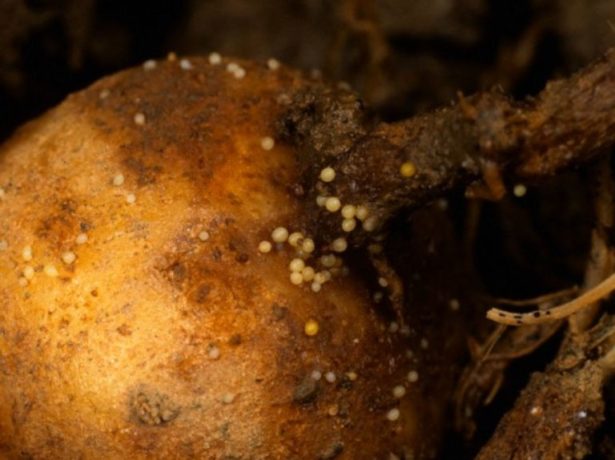 Методи боротьби з поширеними шкідниками картоплі