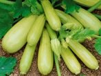 Вагою до 1000 г.кабачки білогор споживаються в будь — якому вигляді, придатні для зберігання;
партенон-високоврожайний, середньоранній (від перших сходів до дозрівання плодів проходить 50 днів). Стійкий до хвороб, добре переносить і дощову, і жарку погоду. Плоди середніх розмірів, темно-зеленого кольору, з вираженим приємним смаком, вживаються в кулінарії і заготовках. Не зберігається.
На відміну від самозапильних сортів, партенокарпіки не утворюють насіння, що робить мякоть цих кабачків особливо ніжною.
Партенокарпічні кабачки