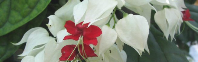 Зааненські, ангорські, бурські кози-яку породу кіз вибрати для розведення?