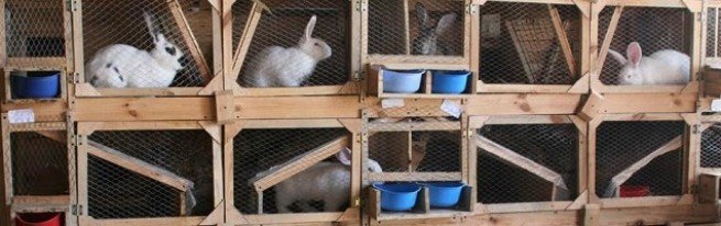 Клітини для кроликів своїми руками-прості і вдосконалені конструкції