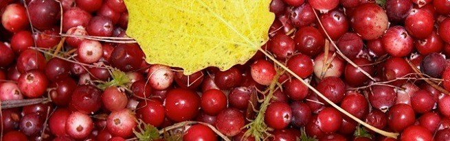 Ця дивовижна журавлина, корисні властивості якої лікують стільки хвороб і допомагають залишатися вам молодими і красивими