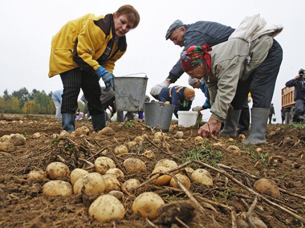 Коли починати прибирання картоплі, і чим її краще копати-лопатою або мотоблоком?