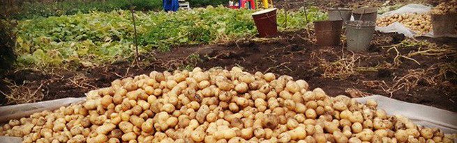 Коли починати прибирання картоплі, і чим її краще копати-лопатою або мотоблоком?
