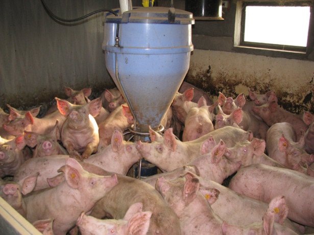 Відгодівля свиней для отримання якісної свинини