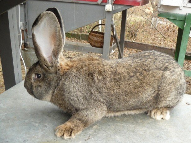 Старі, добрі фламандські кролики-велетні і їх численна рідня