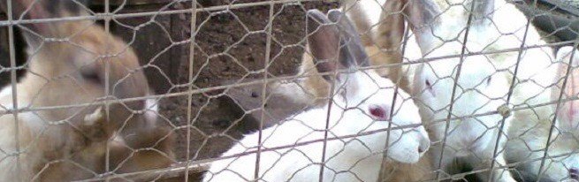 Пологи кролиці або як отримати здоровий приплід