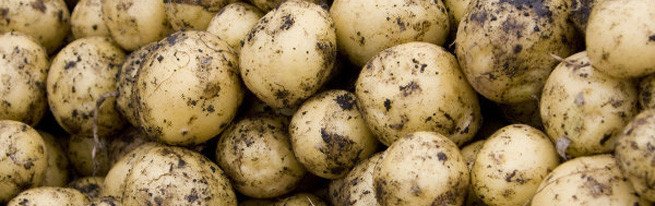 Велика картопля з маленького насіння або як розмножити картоплю насінням