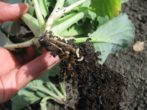 Капуста мегатон f1: ростимо хрусткий голландський гібрид на грядці