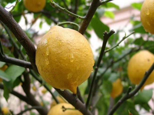 Як виростити лимон з кісточки і радувати себе домашнім урожаєм з лимончиків