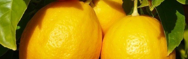 Як виростити лимон з кісточки і радувати себе домашнім урожаєм з лимончиків