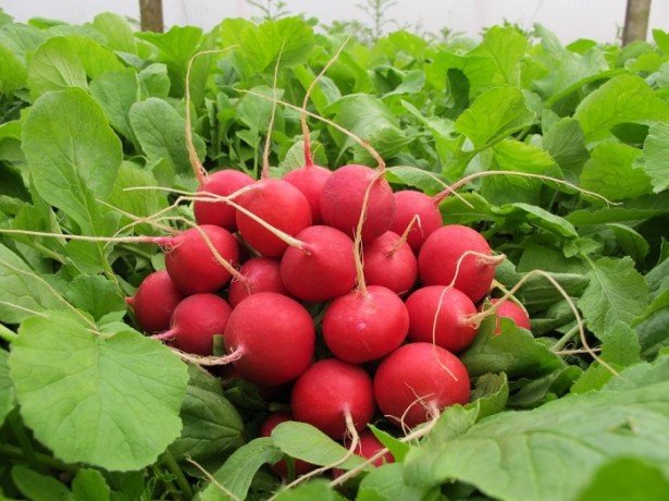 Редис селеста f1-кращий з сортів для вирощування присадибних ділянках і в теплицях