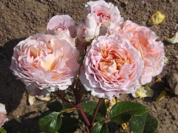 Найпопулярніші і найкращі сорти троянд для російського клімату