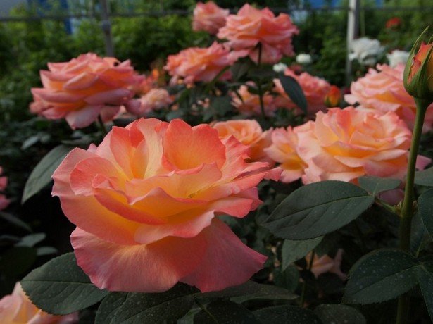 Найпопулярніші і найкращі сорти троянд для російського клімату