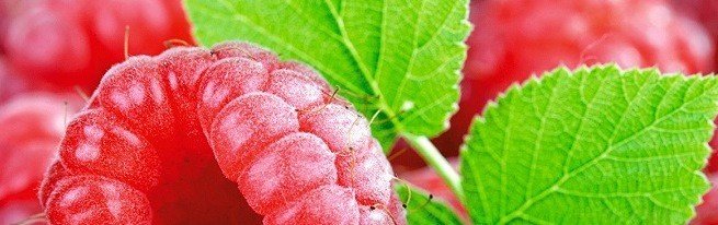 Малина-корисні властивості листя і ягід для зміцнення здоровя