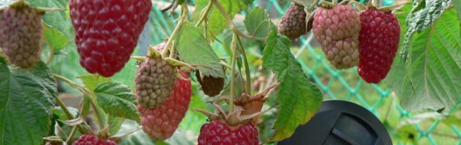 Ремонтантна малина таганка: надпродуктивний сорт на грядці