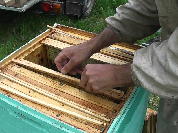 Двоматкове бджільництво в лежаках-відчутна добавка до збору
