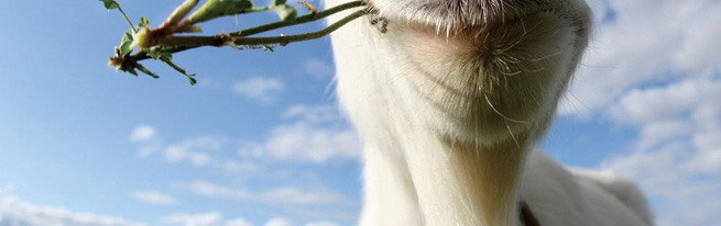 Незаразні хвороби кіз, виявлення симптомів і лікування