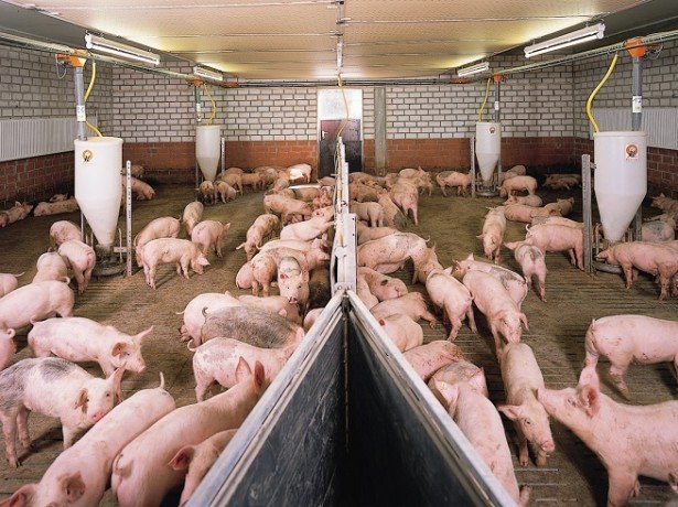 Нові технології вирощування свиней: холодне утримання, двофазна і канадська технологія