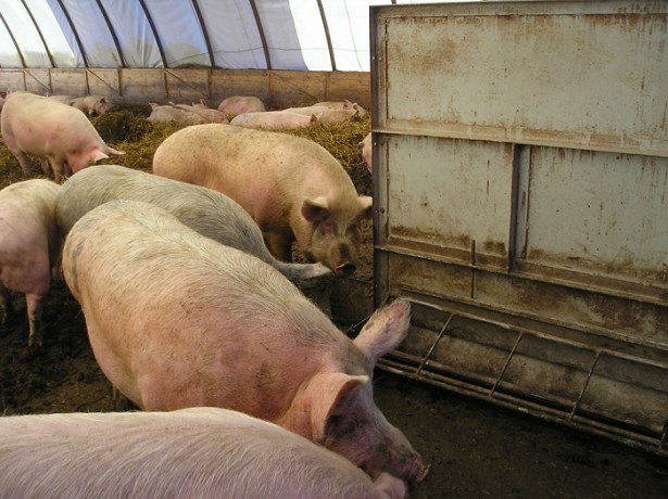Нові технології вирощування свиней: холодне утримання, двофазна і канадська технологія