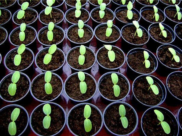 Як правильно виростити огіркову розсаду в домашніх умовах