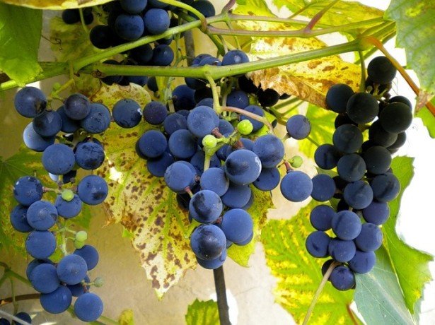 Як провести обприскування винограду, щоб і хвороби знищити, і самим не отруїтися