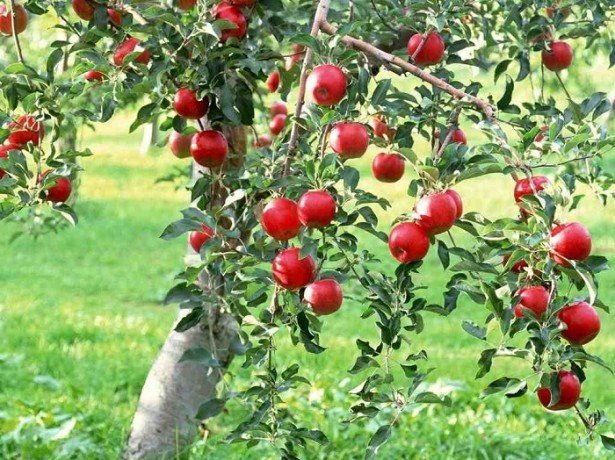 Осіння обробка яблунь-готуємо яблуневий сад до зими