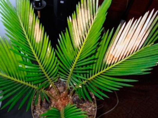 Сагова пальма-гість з мезозойської ери у вашому домі