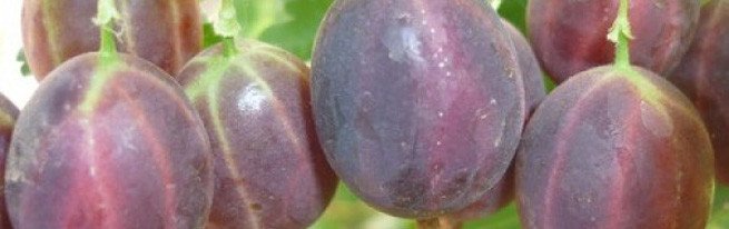 Особливості осіннього догляду за агрусом, включаючи обробку, підгодівлю і обрізку гілок