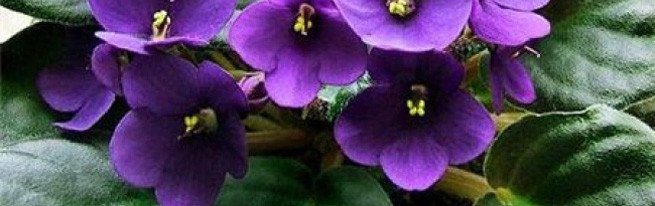 Чи корисні баклажани, і чим вони можуть нашкодити організму?