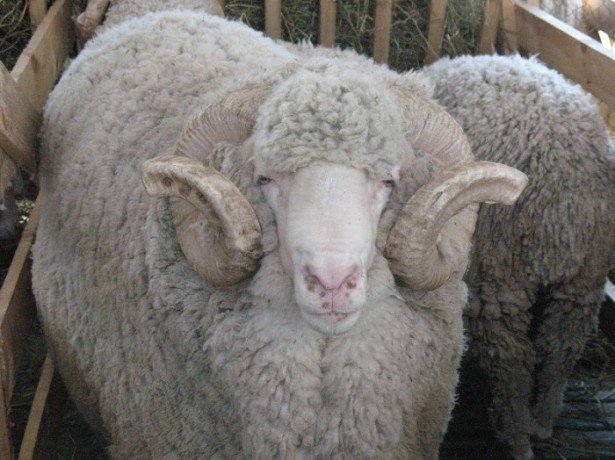 Мериноси-порода овець з теплою і красивою шерстю