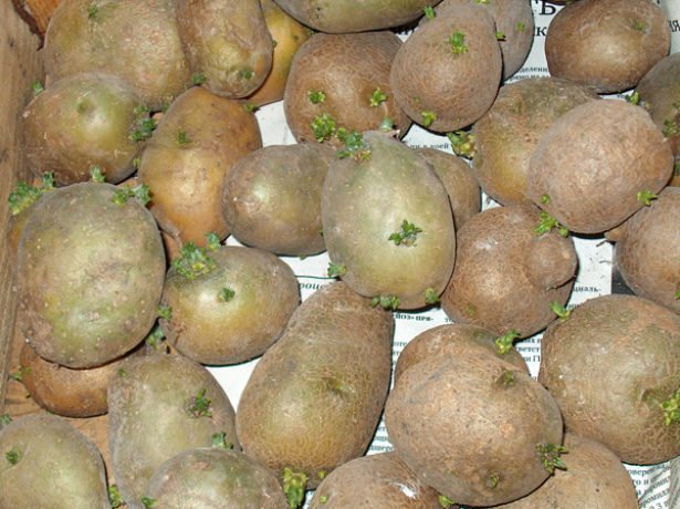 Картопля сорту розара: опис і нюанси вирощування