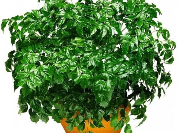 Радермахера: всі нюанси догляду за рослиною в домашніх умовах