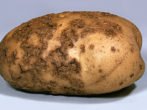 Картопля американка: агротехніка вирощування сорту