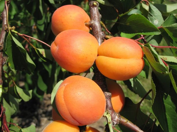 Абрикос фаворит-солодкі і соковиті плоди для всієї родини
