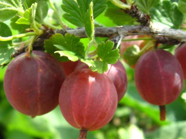 Агрус краснословянський-солодкі ягоди без особливого клопоту
